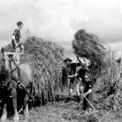 Scouter hjälper till i jordbruket unde andra världskriget